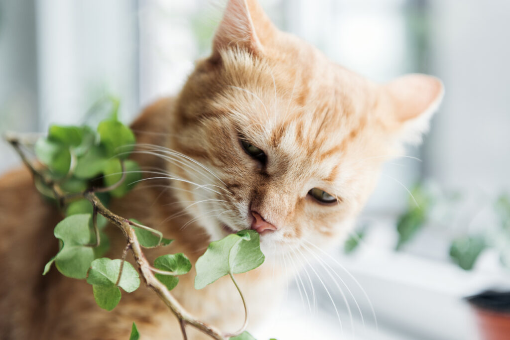 How to Keep Cats Away From Plants OpenHouse Home Insurance