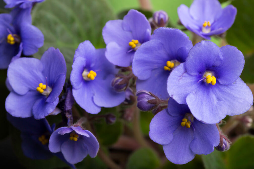 A close up picture of an African Violet Plant.