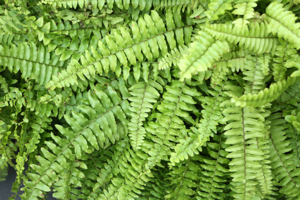 A close up picture of an Boston Fern Plant.