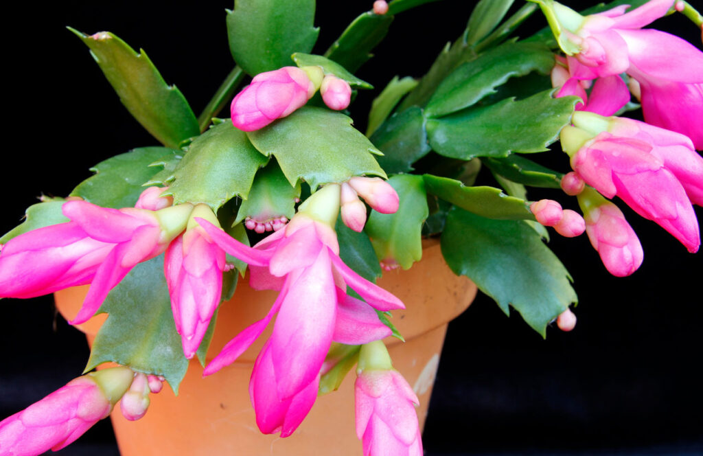 A close up picture of an Christmas Cactus Plant.