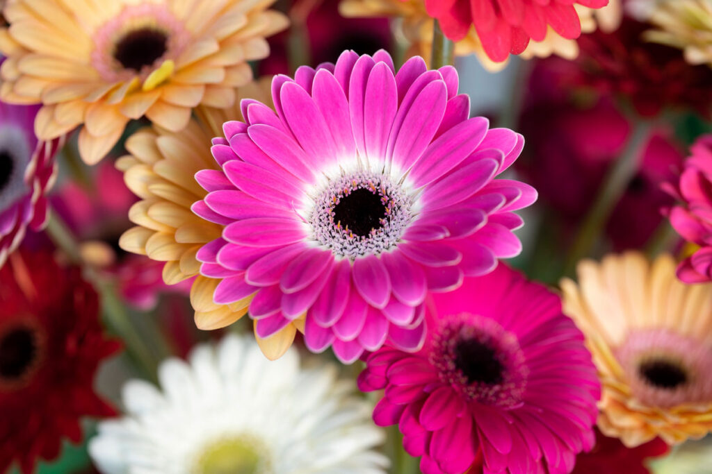 A close up picture of an Gerbera Daisy Plant.