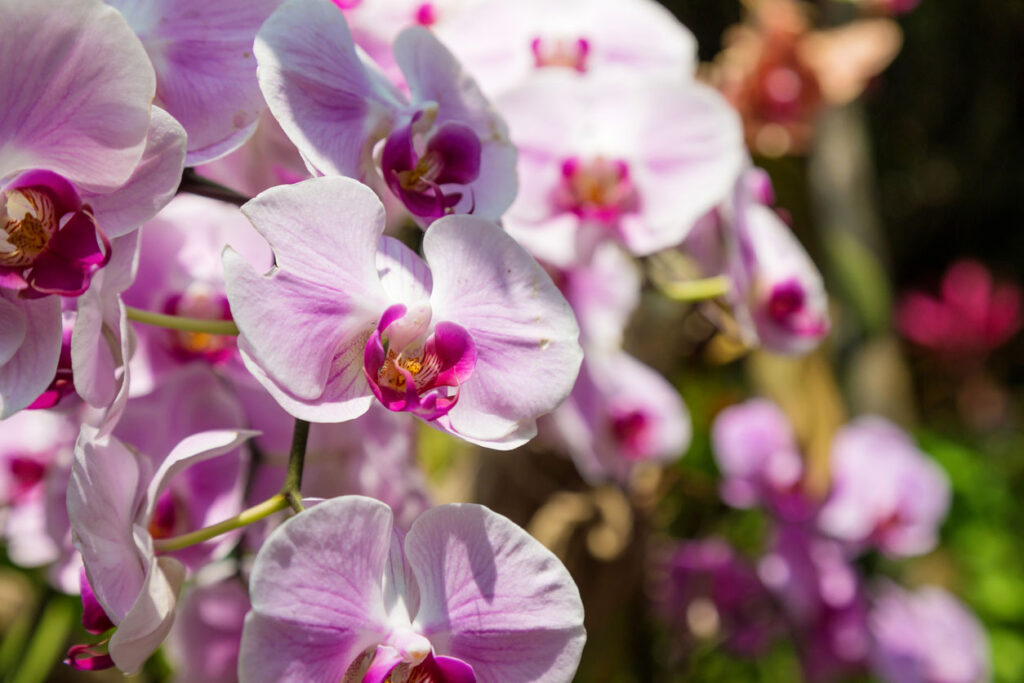 A close up picture of an Phalaenopsis Orchid Plant.