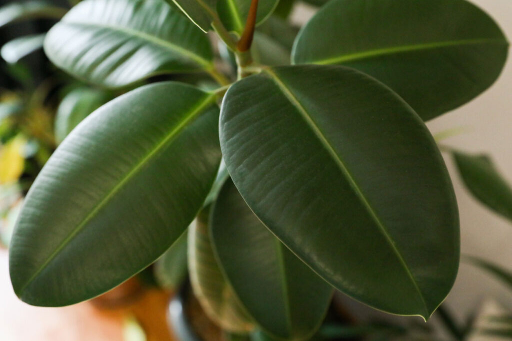 A close up picture of an American Rubber Plant.