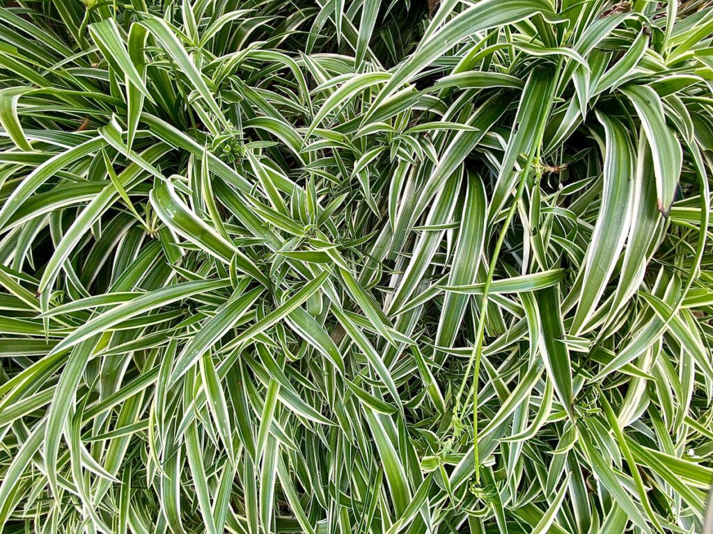 A close up picture of an Spider Plant.