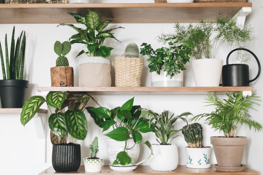 A wooden shelf filled with potted plants and a watering can. The potted plants are arranged neatly on the shelf.