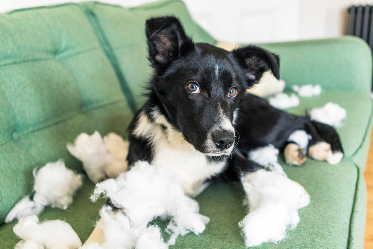 Puppy at home with torn up cushions
