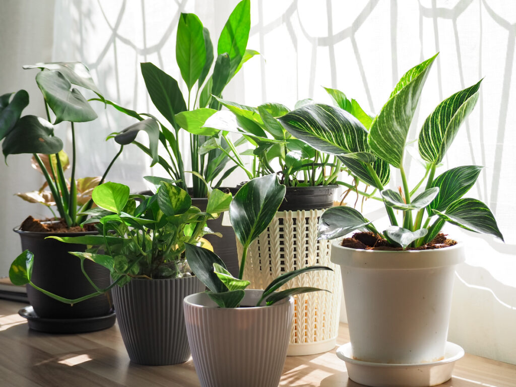 A row of potted plants sitting next to a window, with sunlight streaming through the glass.