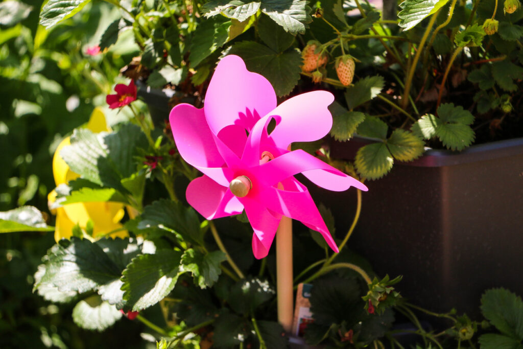 A pink pinwheel spinning in a flower pot, surrounded by green leaves.