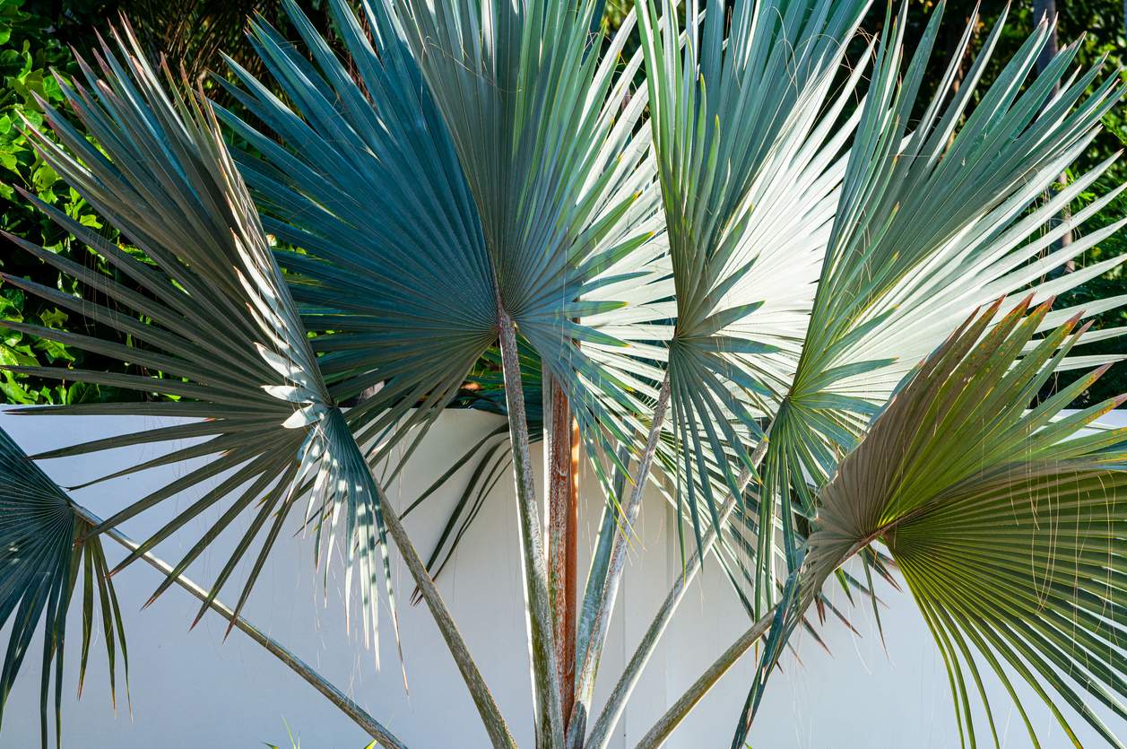 20 Best Low-Maintenance Outdoor Plants for Florida