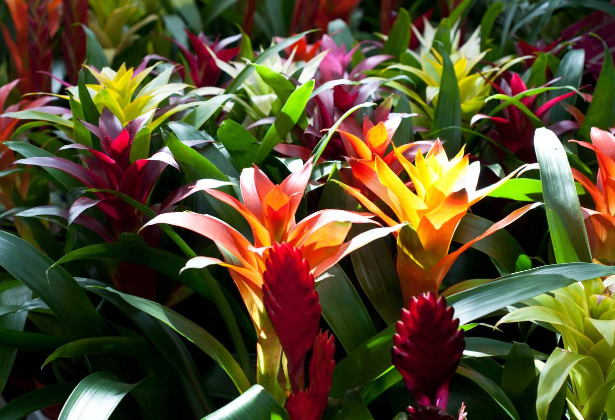20 Best Low-Maintenance Outdoor Plants for Florida