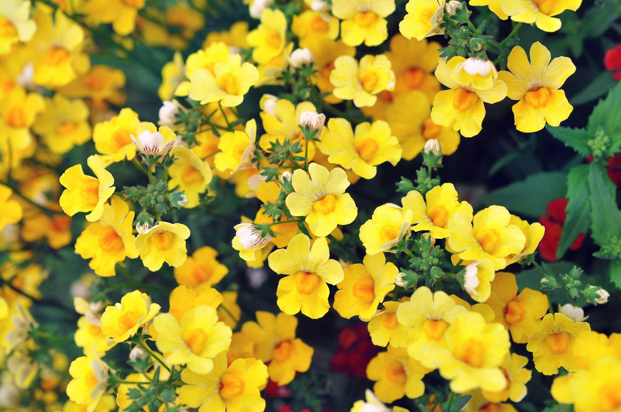 20 Best Low-Maintenance Outdoor Plants for Florida