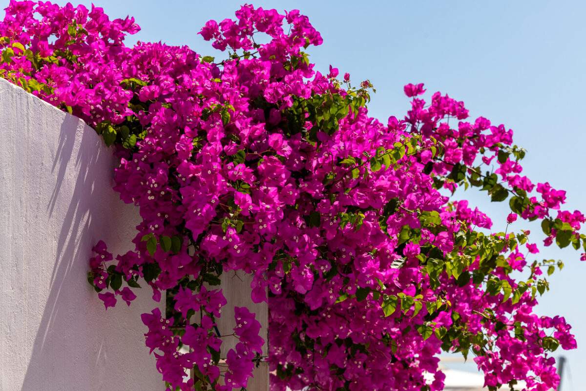20 Best Low-Maintenance Outdoor Plants for Florida